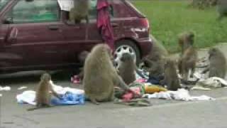 Knowsley Safari Park baboons cause chaos [upl. by Gnoy344]