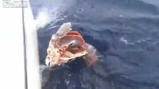 800 Pound Black Marlin eaten by tiger shark [upl. by Iniretake787]