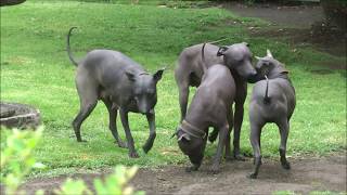 Xoloitzcuintli Mexican Hairless Dogs of Dolores Olmedo Museum [upl. by Ayvid655]