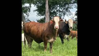 120 Young F1 Braford cows with 65 calves [upl. by Lindgren92]