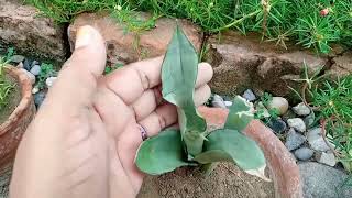 moonshine snake plant  how to care and grow moonshine snake plant hindiurdu [upl. by Lakym]