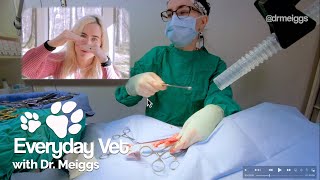 Dog Spay Surgery  Canine Ovariohysterectomy Detailed Walkthrough [upl. by Reteip]