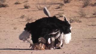 Ostrich Mating [upl. by Mason]