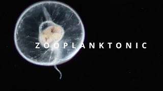 ZOOPLANKTONIC  plankton diversity [upl. by Etnaid666]