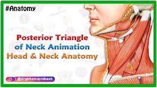 Posterior Triangle Of Neck Animation  Head and Neck anatomy  USMLE Step 1 [upl. by Aneeuqahs]