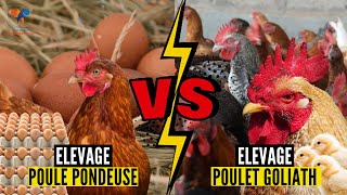 POULE PONDEUSE vs POULET GOLIATH élevage poulet goliath et poule pondeuse en Afrique investir [upl. by Lavina960]