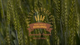 Percorsi di Eccellenza BASF 2018 – Frumento Tenero Biscottiero [upl. by Hummel]