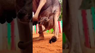 বাচ্চা ক্যাঙ্গারু থলিতে ঢোকার চেষ্টা করে 🦘৷ Baby kangaroo tries to get into the pouch শর্টসfacts [upl. by Bernarr423]