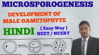 Development of Male Gametophyte in Angiosperms  MICROSPOROGENESIS HINDI [upl. by Kinsman]