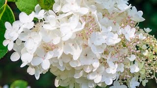 How to plant Peegee hydrangea in pot [upl. by Llorrac948]