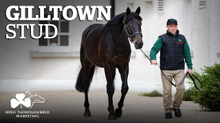 ITM Irish Stallion Showcase 2021  Gilltown Stud [upl. by Simaj]