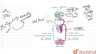 Explain the transport of O2 \quot and \quot CO2 between alveoli and tissue with diagram [upl. by Kong]