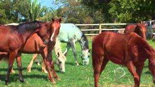 Cavalos da raça Quarto de Milha têm participação garantida na Expoapi [upl. by Allets394]