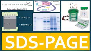 SDS PAGE  Principle of SDS PAGE and Use of Buffer System for Separation of Proteins [upl. by Dnalerb]