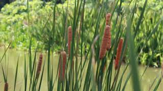 Typha Latifolia Broadleaf cattail Bulrush Common bulrush Cumbungi Tanaman ekor kucing Flower [upl. by Kory299]