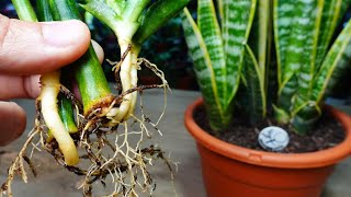 🌿Consejos para el Cultivo de Sansevieria Espada de San Jorge Lengua de suegra [upl. by Nibas]