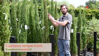 Cupressus sempervirens of Italiaanse cipres  informatie [upl. by Selbbep]