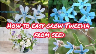 How to grow blue Tweedia from seedgrowing flowers Blue Tweedia from seedGarden ideas Flowers [upl. by Neik313]