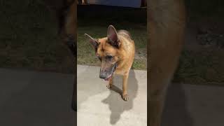 German Shepherd reaction to squeaker sounds shorts [upl. by Ilrak]