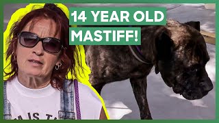 Tia Rescues Abandoned 14YearOld Mastiff Dog  Pit Bulls amp Parolees [upl. by Nauqan]