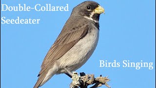 Birds Singing  Double Collared Seedeater  Sounds of Nature [upl. by Airtina]