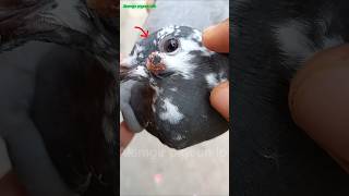 pigeon pox treatment ✅💯🕊️ viral viralvideo viralshorts youtubeshorts birds edit [upl. by Ahsiekam970]