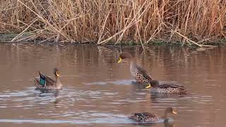 Head bobbing AKA head pumping or head dipping and other social behaviour in yellowbilled ducks [upl. by Theran169]