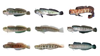 9 Species of Blenniella Genus Combtooth Blenny Fishes  FamilyBlenniidae Combtooth Blenny Fishes [upl. by Conall712]