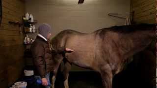 Clipping Special How to give your horse a winter clip [upl. by Tod]