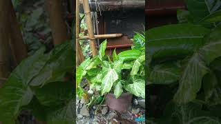 The Lucky Plants in the Creek shorts plants luckyplants 2025 all everyone lucky asmr [upl. by Neelyt]