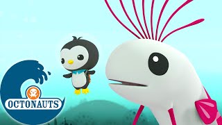 Octonauts  Le Régalec  Dessins animés pour enfants [upl. by June]