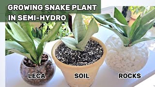 Moonshine Snake Plant Conversion from Soil to SemiHydrophonics [upl. by Carmine]