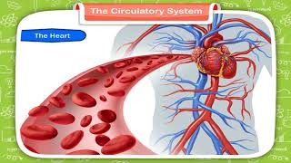 The Circulatory System class5 [upl. by Laban]