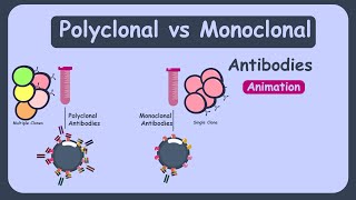 Monoclonal and polyclonal antibodies  polyclonal vs monoclonal antibodies [upl. by Ydde42]