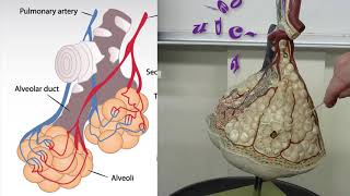 alveoli lung anatomy practical exam model review [upl. by Kurtis59]