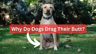 The Scooting Saga Why Your Dog Drags Their Butt and How to Help [upl. by Harbison]