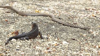 Iguane VS serpents  tension maximale  ZAPPING SAUVAGE [upl. by Gabbie869]