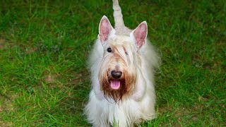 Do Scottish Terriers Have a Strong Prey Drive [upl. by Eseyt63]