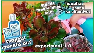 LICEALIZ PANTANGGAL NG INSEKTO SA HALAMAN SUBUKAN NATIN KUNG EFFECTIVE [upl. by Fesuy]