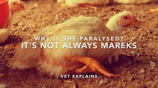 Paralysed chicken CAUSES Its not always Mareks  Sez the Vet [upl. by Py]