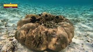 Snorkeling in The Ritz Carlton Maldives Overwater Villas [upl. by Neelon]