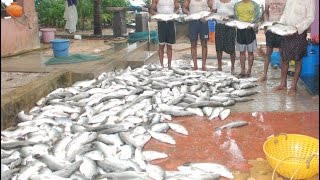 Seabass Cage Culture India Success full Harvest Part 4 [upl. by Marco278]