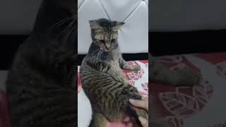 forgot to buy antimo motion sickness medicine cat catloverfunny komedikucing funnycat cute [upl. by Linell]