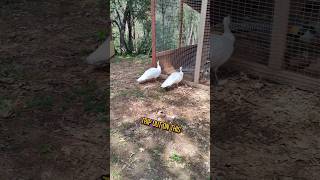 The peahens have an interest in another birds displaying birdtrend peahens peacock pheasants [upl. by Yenahc826]