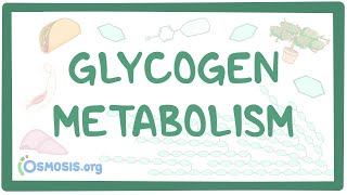 Glycogen metabolism [upl. by Mercer]