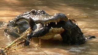 Alligators eat Rabbits 01 Deadly Animals [upl. by Hama156]