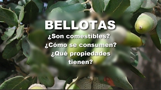 BELLOTAS  Desamargado y propiedades [upl. by Coumas]