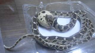 Egg Eater Snake Care Dasypeltis Scabra ثعبان أكل البيض  الفارغة [upl. by Colb]