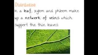 Xylem and Phloem  Quick A Level Biology Revision [upl. by Jobe49]