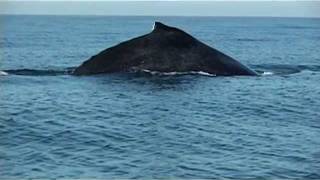 Humpback whale  Megaptera novaeangliae  Baleine à bosse  keporkak [upl. by Yrebmik]